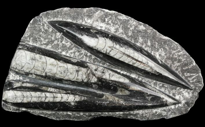 Polished Fossil Orthoceras (Cephalopod) Plate #52573